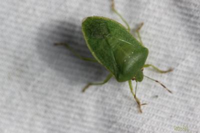 Punaise verte ponctuée Nezara viridula (Linnaeus, 1758)