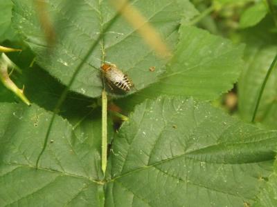  Ectobius lucidus (Hagenbach, 1822)