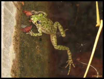 Pélodyte ponctué Pelodytes punctatus (Daudin, 1803)