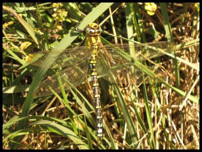 Aeschne bleue (L') Aeshna cyanea (O.F. Müller, 1764)