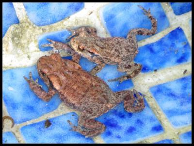 Crapaud commun (Le) Bufo bufo (Linnaeus, 1758)