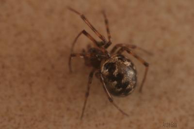  Steatoda triangulosa (Walckenaer, 1802)