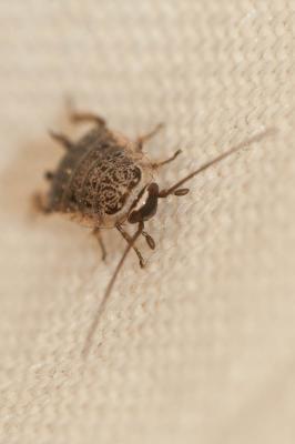  Phyllodromica subaptera (Rambur, 1838)