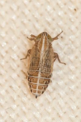  Ribautodelphax 