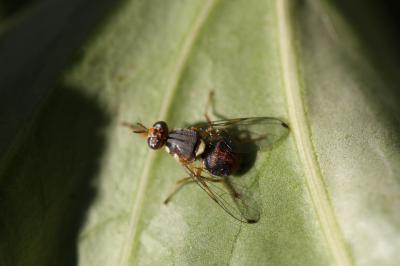  Bactrocera oleae (Rossi, 1790)