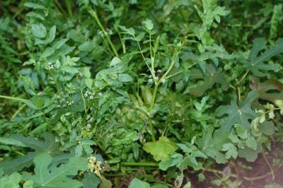 Ache nodiflore Helosciadium nodiflorum (L.) W.D.J.Koch, 1824