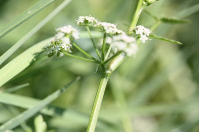 Ache nodiflore Helosciadium nodiflorum (L.) W.D.J.Koch, 1824