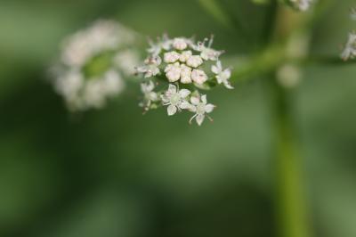 Ache nodiflore Helosciadium nodiflorum (L.) W.D.J.Koch, 1824