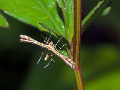  Oxyptilus Zeller, 1841
