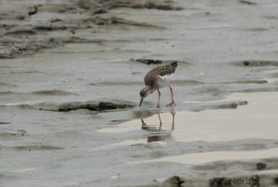 Chevalier combattant, Combattant varié Calidris pugnax (Linnaeus, 1758)
