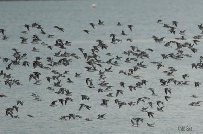 Bécasseau variable Calidris alpina (Linnaeus, 1758)