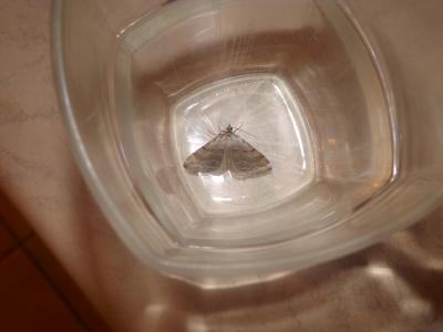 Petite Rayure (La) Aplocera efformata (Guenée, 1858)