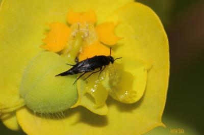 Mordellidae Latreille, 1802