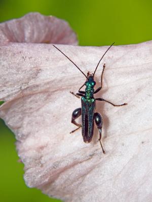 Oedemère noble Oedemera nobilis (Scopoli, 1763)