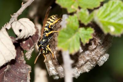  Polistes nimpha (Christ, 1791)