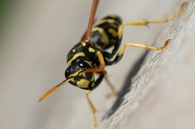 Guêpe poliste Polistes dominula (Christ, 1791)