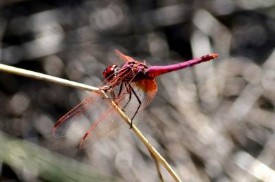 Trithémis annelé (Le) Trithemis annulata (Palisot de Beauvois, 1807)