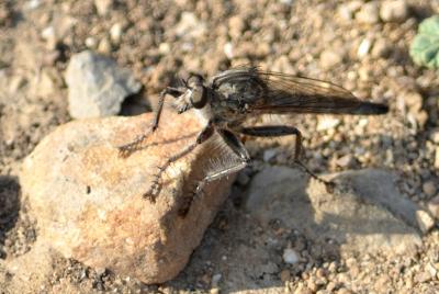 Asile frelon, Asilide frelon Asilus crabroniformis Linnaeus, 1758