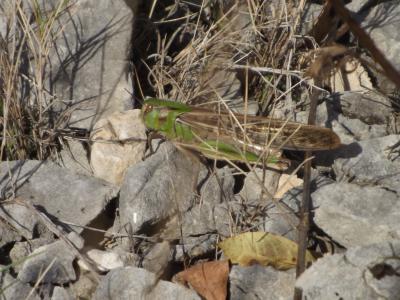 Criquet migrateur, Criquet voyageur, Criquet cendr Locusta migratoria (Linnaeus, 1758)