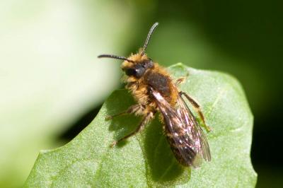  Andrena lagopus Latreille, 1809