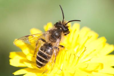  Andrena flavipes Panzer, 1799