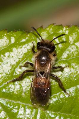 Andrena florea Fabricius, 1793