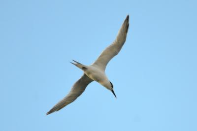 Sterne caugek  Thalasseus sandvicensis (Latham, 1787)