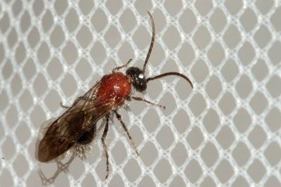  Smicromyrme suberrata Invrea, 1957