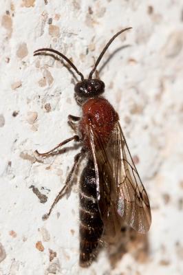  Smicromyrme Thomson, 1870