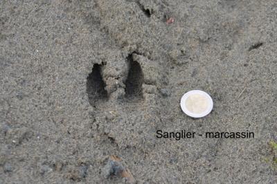 Sanglier Sus scrofa Linnaeus, 1758