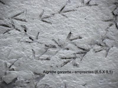 Aigrette garzette Egretta garzetta (Linnaeus, 1766)