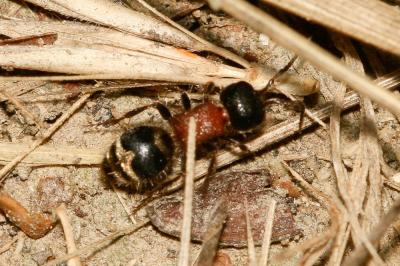  Myrmilla Wesmael, 1852