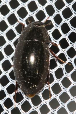  Hydrophilidae Latreille, 1802