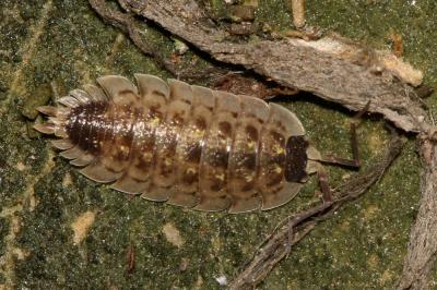  Porcellio spinicornis Say, 1818