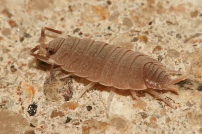  Porcellionides pruinosus (Brandt, 1833)