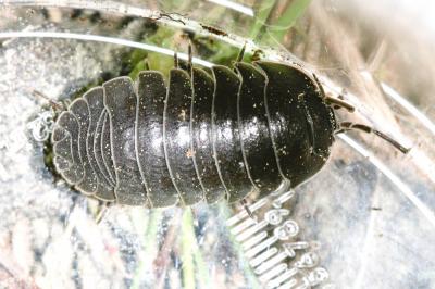  Armadillidium depressum Brandt, 1833