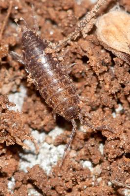  Chaetophiloscia sicula Verhoeff, 1909