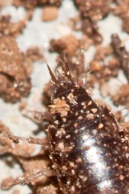 Chaetophiloscia sicula Verhoeff, 1909