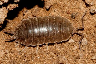 Cloporte lisse (Le) Porcellio laevis Latreille, 1804