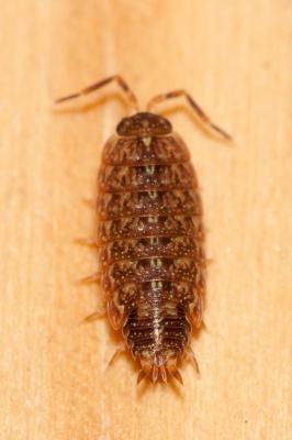  Acaeroplastes melanurus (Budde-Lund, 1885)
