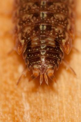  Acaeroplastes melanurus (Budde-Lund, 1885)