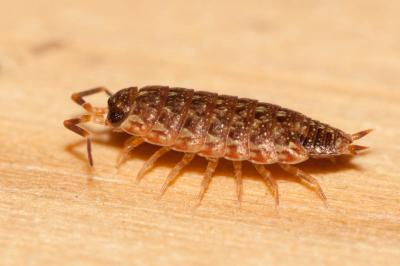  Acaeroplastes melanurus (Budde-Lund, 1885)