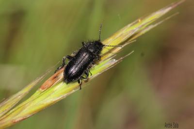 Enicopus pilosus Enicopus pilosus (Scopoli, 1763)