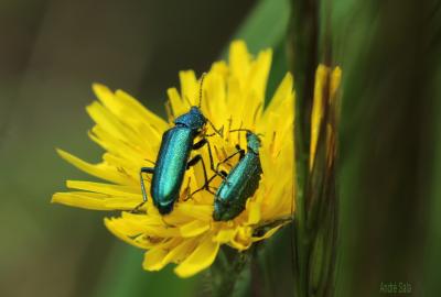 Psilothrix vert Psilothrix viridicoerulea (Geoffroy, 1785)