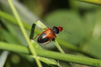 Diachrome allemand Diachromus germanus (Linnaeus, 1758)