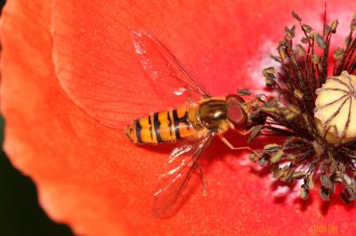  Episyrphus balteatus (De Geer, 1776)