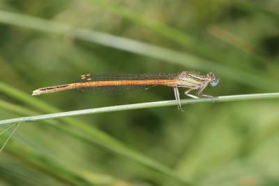 Agrion orangé Platycnemis acutipennis Selys, 1841