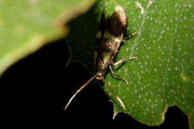  Dasycera oliviella (Fabricius, 1794)