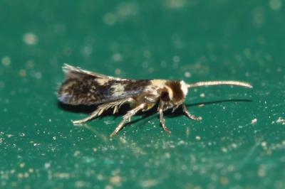  Ectoedemia algeriensis van Nieukerken, 1985