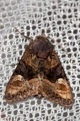 Luisante (La) Euplexia lucipara (Linnaeus, 1758)